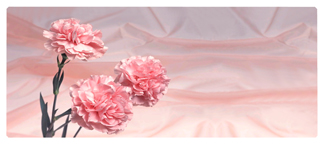 DNSEMP-L-022 Pink Carnation